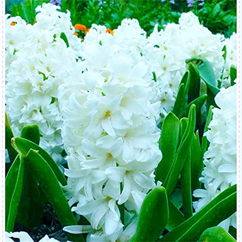 5x Hyazinthen Zwiebeln Kaufen Blumenzwiebeln MehrjäHrig Winterhart, Magische Frische Beliebte...