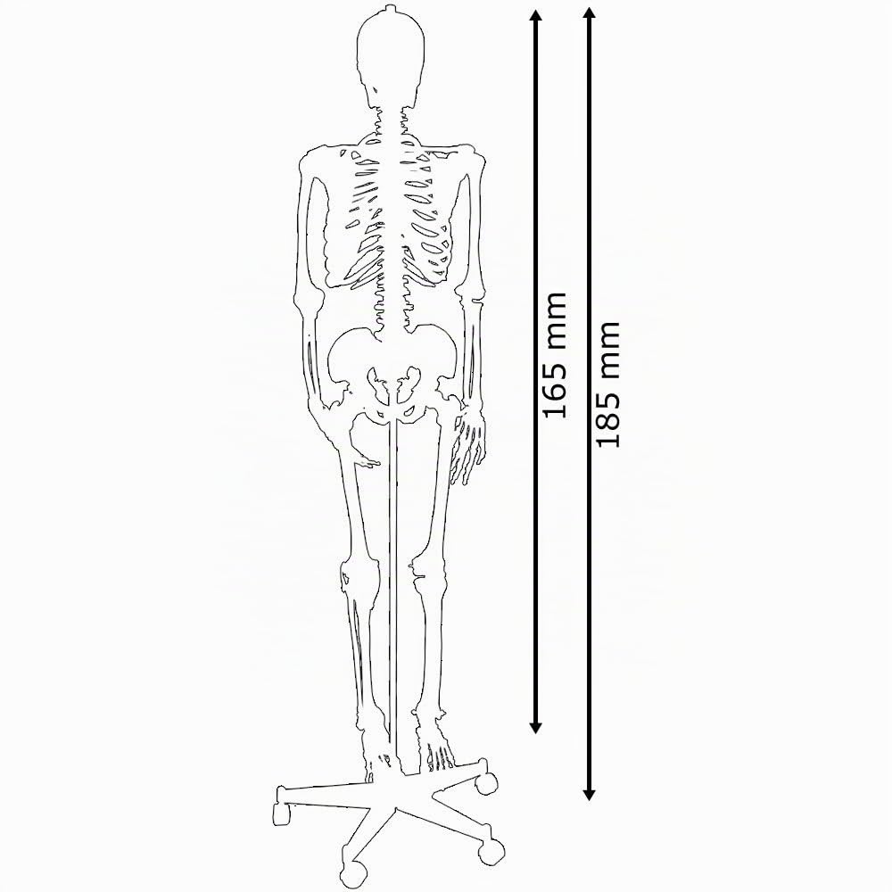 Scientific Anatomical Model: vita Dimensioni scheletro umano
