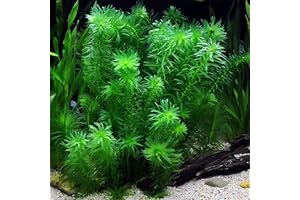 Elodea Live Plant for Science Lab Education & Classroom