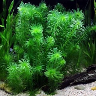 Generic Price Anacharis Elodea Densa