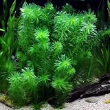 Generic Half Price Joe's 20+ Anacharis Elodea Densa - Live Aquarium Pond Plants Bunch, Green