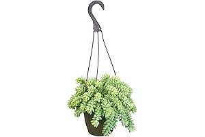 Mini Donkey Tail Plant Live Succulents