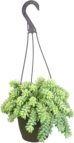 Sedum - Cesta colgante de burrito para suculentas, plantas colgantes vivas plantas suculentas plantas de interior vivas, cesta de maceta colgante,