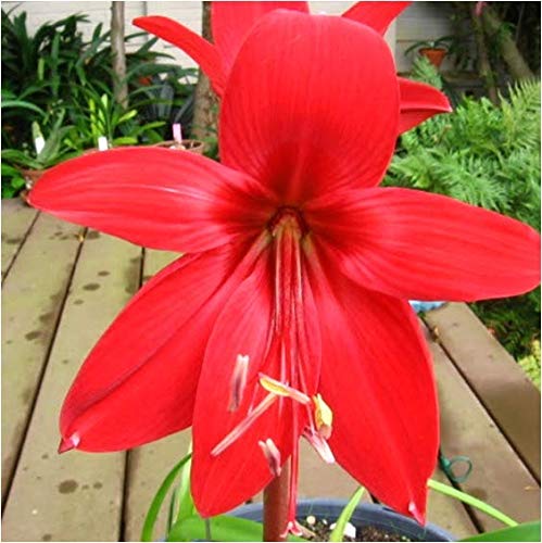 Urban Gardens Hippeastrum Bulb Buy with Urban Gardens Only (Red) (B07NBQ8V5G) Amazon Price History, Amazon Price Tracker