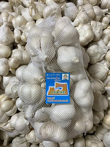 ɂɂ I ƖpjjNCi MTCY1 XYɂɂ zCgZЂɂɂ Yɂɂ