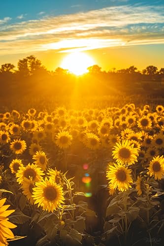 Image of Sunflower Seeds for Planting | Rare, Exotic Garden Seeds | Huge 15-20 feet Tall with Giant Sunflowers,(Pack Of 40 Pcs)