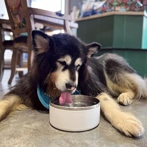 Ikitchendogbowlforfoodandwater40ozstainlesssteelpetfeedingbowldurablenonskiddoublewallinsulatedheavydutywithrubberbottomformediumlargedogs40ounces5cupwhite Urban Country Home Decor Ikitchen dog bowl for food and water 40 oz stainless steel pet feeding bowl durable non skid double wall insulated heavy duty with rubber bottom for medium large dogs 40 ounces5 cup white urban country home decor