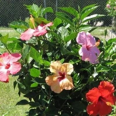 Image of Multi Color Hibiscus Live Plant 5 to 8 Color Grafted Hybrid Gudhal Flowering Plant Exotic Bloom Outdoor Decorative Plant for Home Garden Balcony Terrace Pack of 1