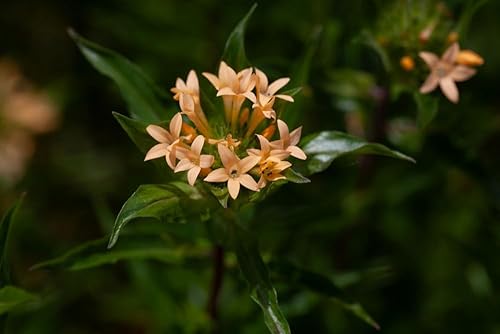 Miniatura 2 de Semillas de colomia "Large Flowered Phlox" para plantar, planta con flores similares a arbustos, más de 200 semillas por paquete, semillas de jardín