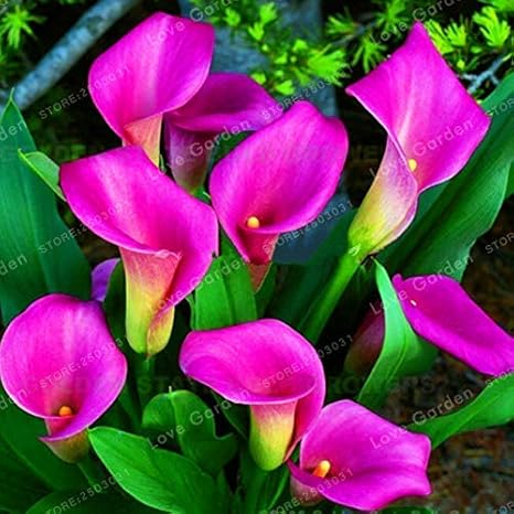 Amazon Co Jp 発芽seeds 2球根マルチカラーカーラ花 未カーラリリーシード 真のカーラリリー球根 Diy 工具 ガーデン