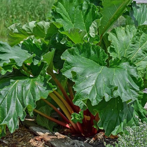 Marshalls Garden Rhubarb Plant Victoria High-Yield Early-Cropping Culinary Perennial 1 x Crown