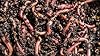 MEDIUM-LARGE DENDROBAENA WORMS FISHING LIVE BAIT/COMPOSTING/REPTILE FOOD 100g - 1kg (250g) #2