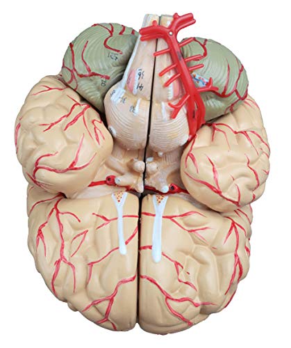 Image of Vision Scientific VAB443 Life Size Human Brain with Arteries - 9 Parts | Shows Frontal, Parietal, Temporal & Occipital Lobes | Half of Brain Stem, Half of Cerebellum, Brain Arteries