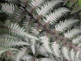 Classy Groundcovers, 25 Athyrium niponicum 'Pictum' + 25 Osmunda cinnamomea Ferns
