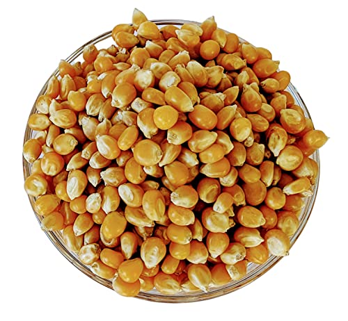 Mushroom Popcorn Kernels By Medley Hills Farm In Reusable Container 1.7 Lbs. - Gourmet Popcorn Kernels For Popcorn Machine - Gluten Free - Non Gmo #TOP3