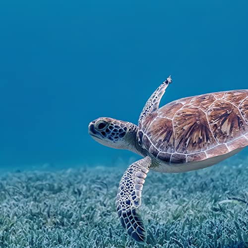 【モダン インテリア ポスター】幸運を運ぶ ウミガメ 人気 風水 絵画 海 インテリア雑貨 アートパネル ハワイ 沖縄 ビーチ 開放感 (A4 サイズ) [2]