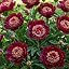 Red Nippon Peonies