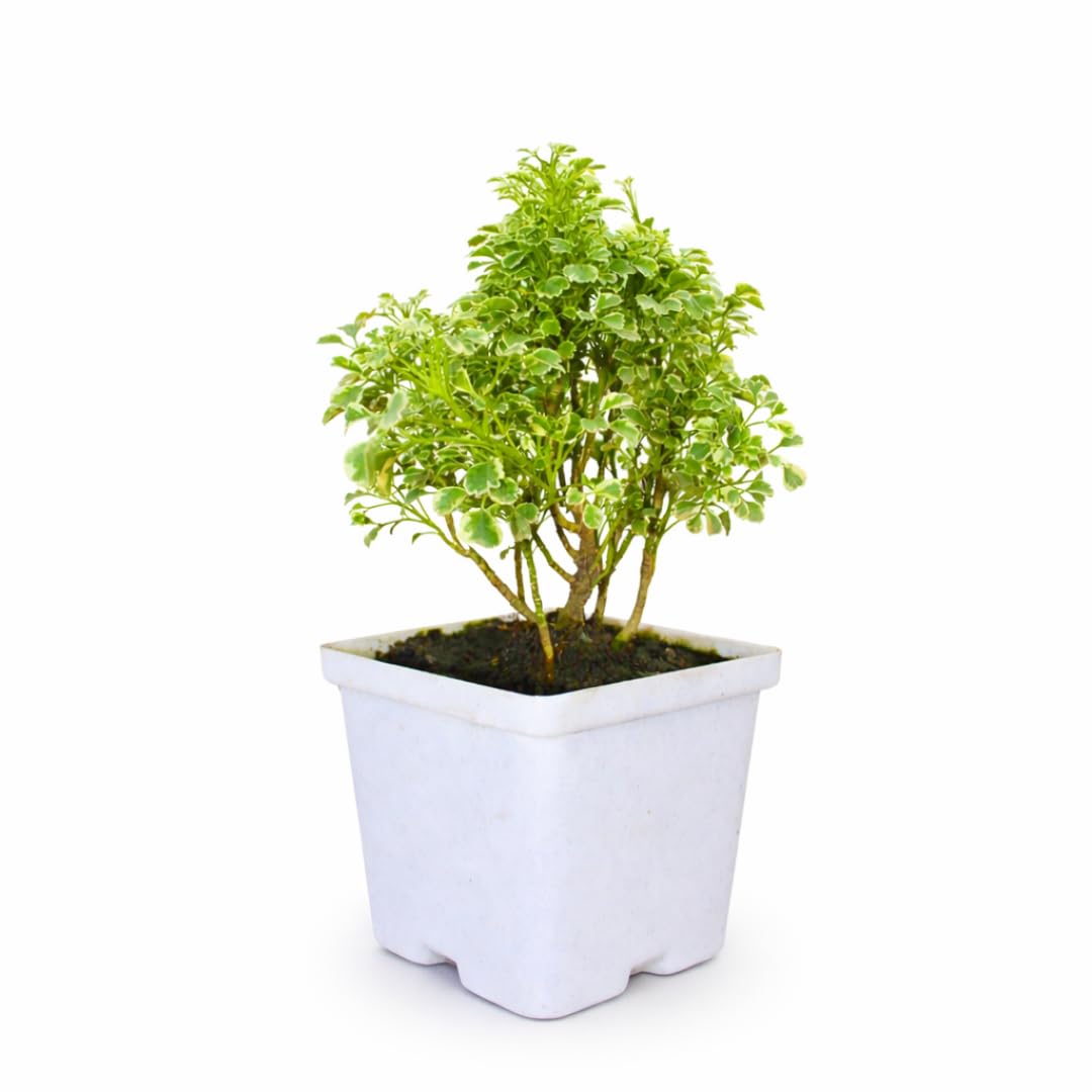 Variegated Bonsai Cute Aralia Indoor Live Plant Low Maintenance, Air Purifier Plant for Home Decoration & Office Desk With 4 Inch Plastic Pot - Pack Of 1-image-31