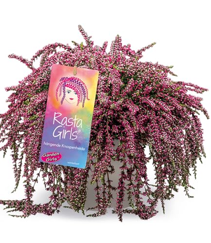 BALDUR Garten Calluna Knospenheide 'Rasta-Girls® Janina', 13 cm-Topf,1 Pflanze, hängender Wuchs & üppiger Blütenflor, lange Blütezeit mit farbintensiven Blüten, winterharte, immergrüne Staude