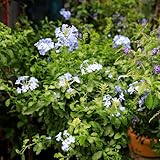 semi di piombo resistenti per il giardino di plumbago auriculata rare, decorazione soggiorno da balcone perenni resistenti da giardino, 100pcs