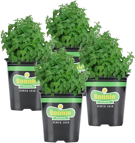 Bonnie Plants Organic Catnip, Live Plant, 19.3oz., 4-Pack