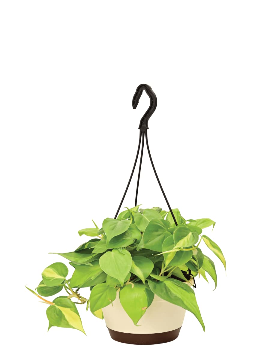 UGAOO Philodendron Oxycardium Brasil Natural Live Indoor Plant with Hanging Pot (B0B74NTSGQ) Amazon Price History, Amazon Price Tracker