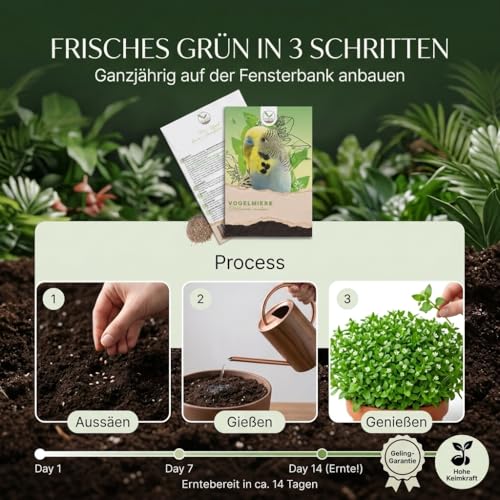 Vogelmiere Samen (Stellaria media) - Wertvolle Heilpflanze und beliebte Futterpflanze für Wellensittiche und viele andere Vögel (Vogelmiere)