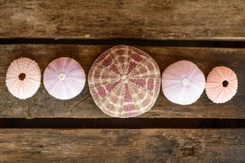 Hinterland Trading Sea Urchin Collection of 5 Coastal Decorations