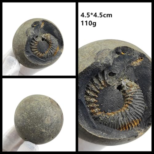 Naturalne paleontologiczne skamieniałości Ammonity Skamieniałości Geologiczne Edukacyjne Okazy 7 * 6cm