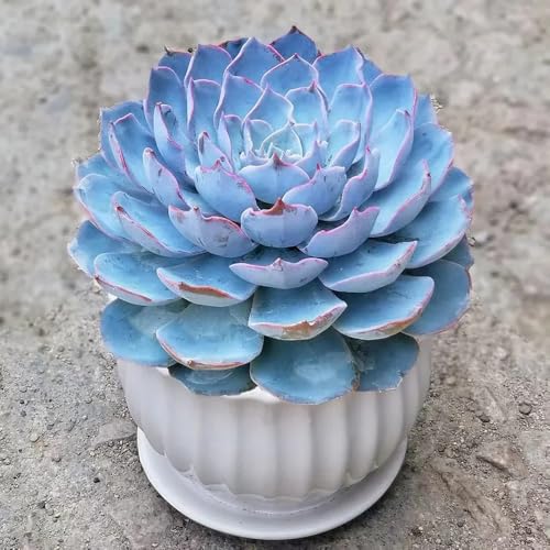 sukkulentensamen - balkon stauden mehrjährig winterhart outdoor balkon 150pcs