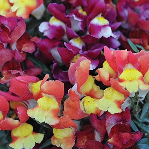 ® PUAS-212-Antirrhinum/Snapdragon/Dog Flower Dwarf Flower Seeds (B0C65L8NC6) Amazon Price History, Amazon Price Tracker