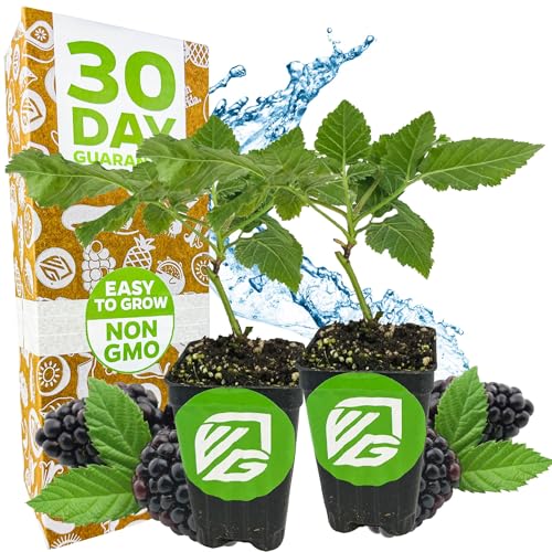 Prime-Ark Freedom BlackBerry - Rubus by Wellspring Gardens - Thornless Easy-to-Grow Exceptionally Juicy Large Succulent Berries - Starter Plant (2-Pack)