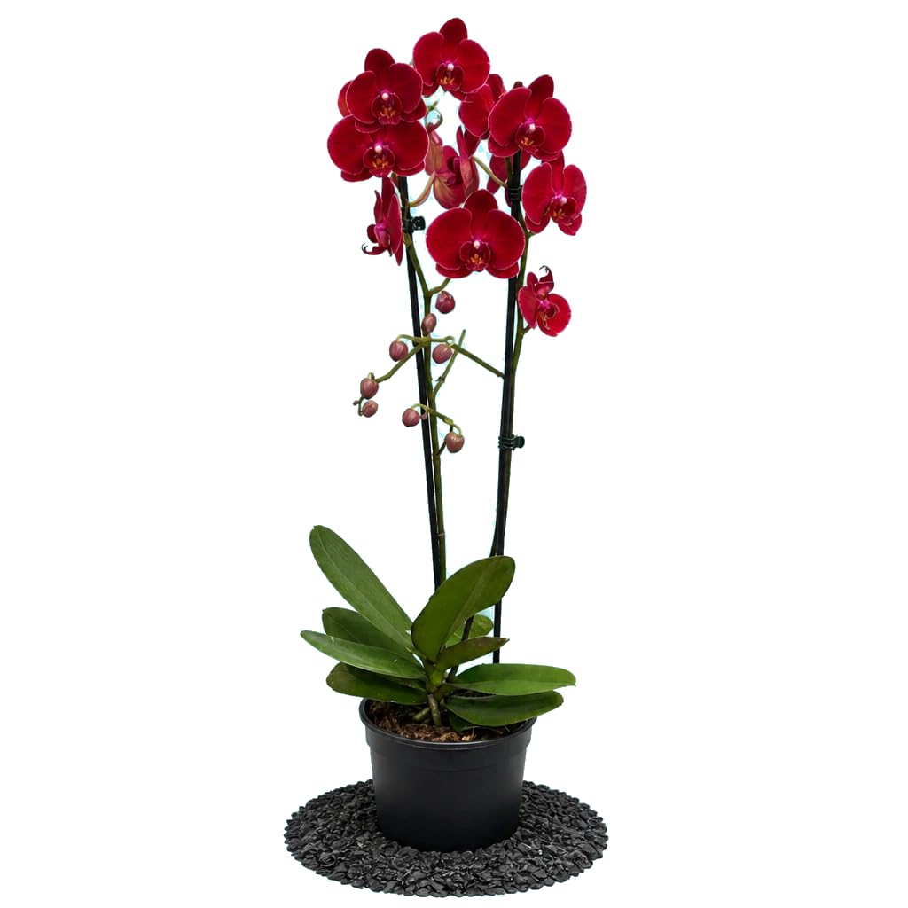 DECOALIVE Planta de Interior Phalaenopsis 2 Troncos Orquídea Phalaenopsis | Flor Elegante Decorativa | Maceta 12 cm Diámetro | 55-65 cm Altura