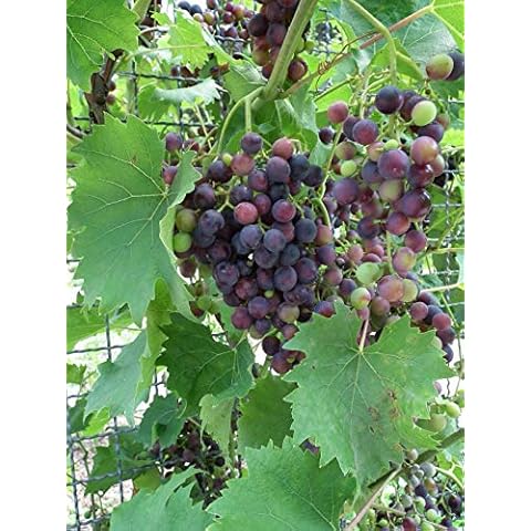 Red Supply Solution Wine Grape 20 Seeds Cover