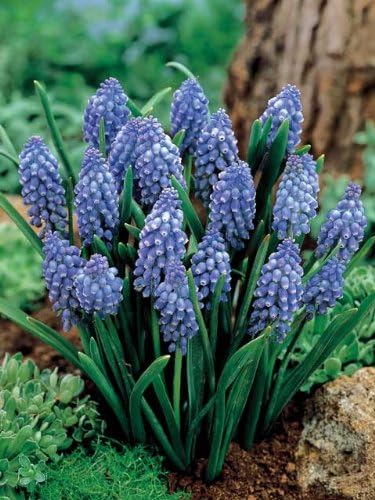 Amazon Co Jp ムスカリ球根 アルメニアカム 球入 Diy 工具 ガーデン