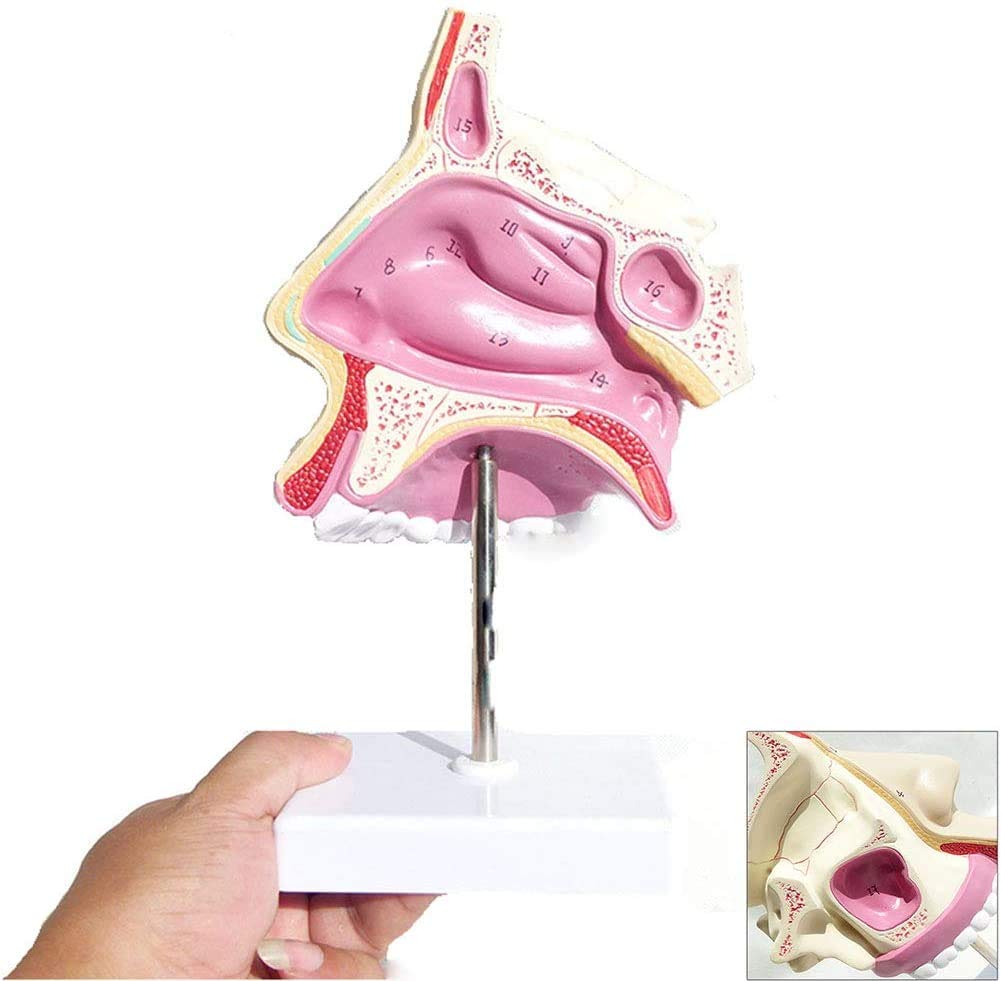 KJMWXOP Human Organ Model, Nasal Cavity Anatomical Model, Teaching Material For Cutting The Human Respiratory System