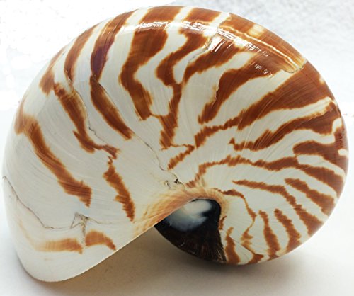 Pepperlonely Natural Chambered Nautilus Shells 5 Inch ~ 6 Inch #TOP1