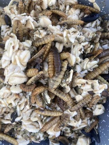 USA Black Soldier Fly Grub, Oatmeal, & Herb Chicken Scratch Treat for Backyard Hens: Non-GMO, Healthy Backyard Chicken Feed and Supplies, Cold Winter Nights (8 pounds)