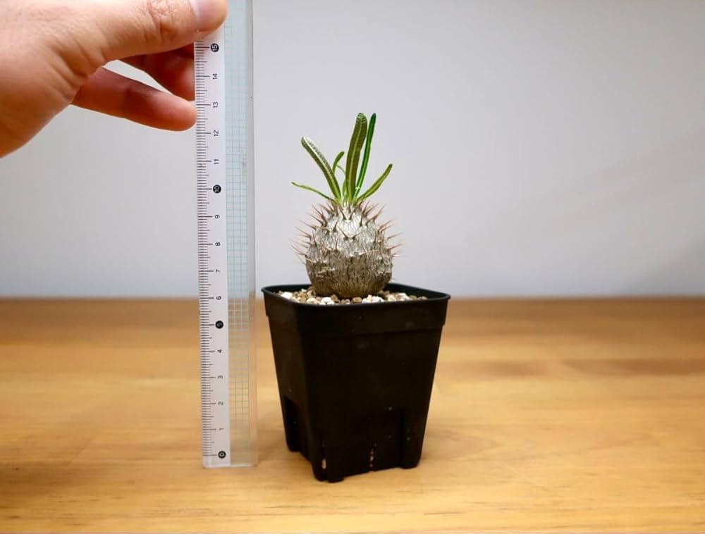 【室内3年育成】グラキリス 室内3年育成】グラキリス