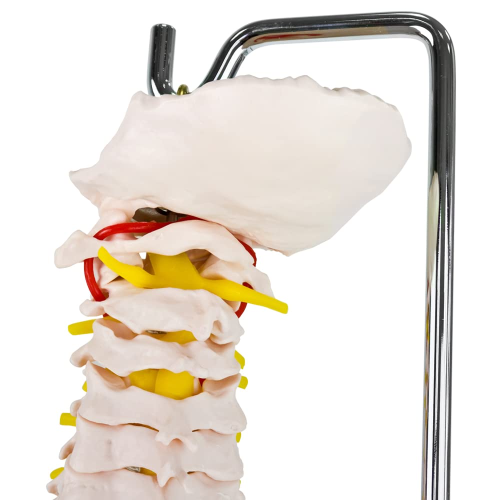 Columna vertebral flexible – Rashi modelo – 75 cm – soporte incluido