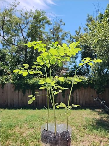 Generic Moringa Trees 3 Live Moringa Plants with Moringa Seeds - Organically Grown - Non-GMO - Miracle Tree - Moringa Oleifera - Herb Green