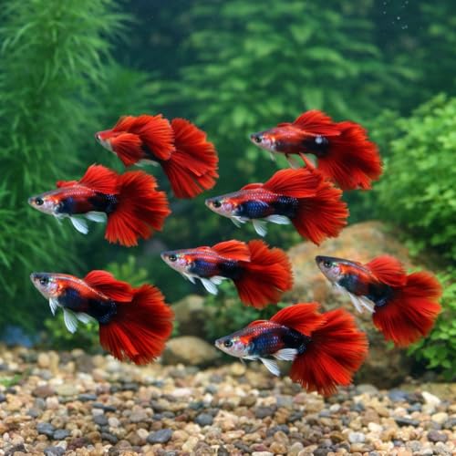 HB Red Rose Halfmoon Guppies
