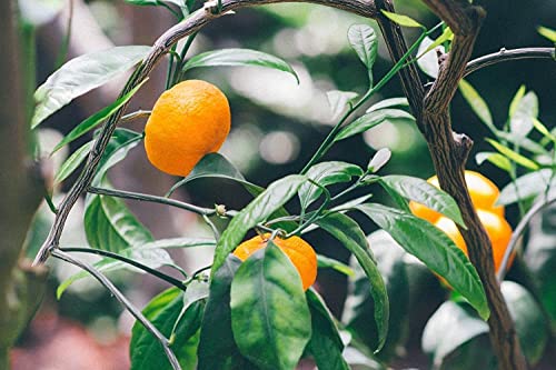 100Pcs Mandarin Orange Tree Seeds Citrus Reticulata Blanco Indoor Outdoor Fruit Plant Seeds #TOP2