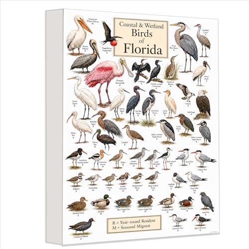Lone Star Art Coastal and Wetland Birds of Florida Bird Identification Chart Wading Shorebird Waterfowl Collection Heron Egret Pelican Nature Center Decor 24x36 Stretched Canvas Ready to Hang
