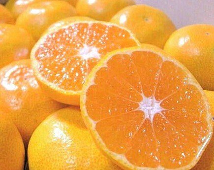 a̎RY x B݂ Ƃ낯 LTCY 7.5kg