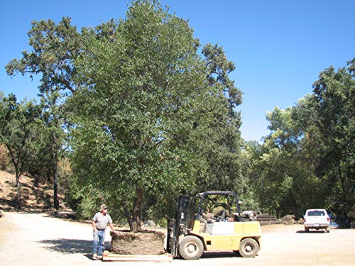 Smart Pots 100-Gallon Smart Pot Soft-Sided Container, Black #TOP2