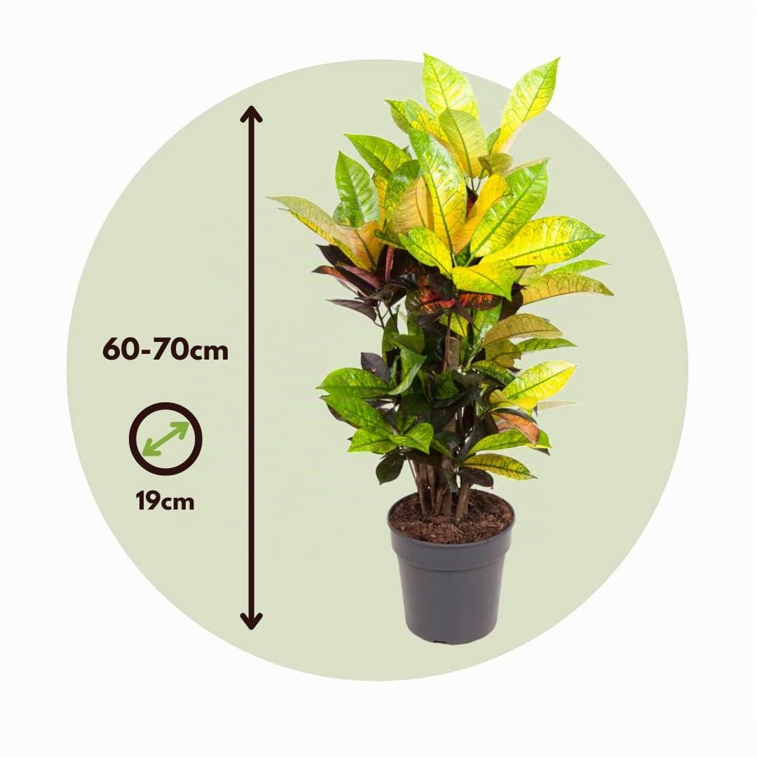 Plant in a Box - Codiaeum variegatum 'Mrs. Iceton' - Pianta d'appartamento unica - Cambia lentamente colore - Vaso 19cm - Altezza 60-70cm