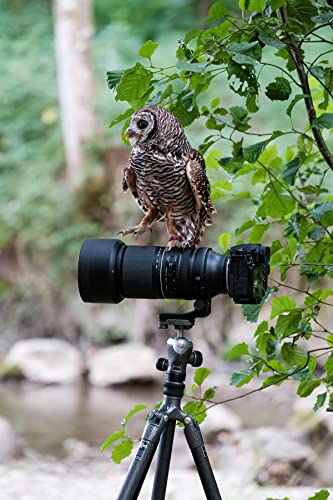 TAMRON 150-500mm F/5-6.7 Di III VC VXD, Objektiv für Fujifilm X-Mount, A057X, schwarz – Bild 6