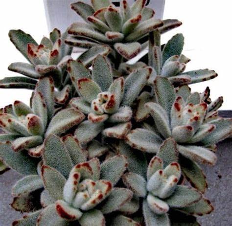 See full amazon price history chart for Mphmi Live Plant Nursery NCR Nurseryplant Kalanchoe tomentosa nigra - Succulent Plant Mphmi Live Plant Nursery NCR Nurseryplant Kalanchoe tomentosa nigra - Succulent Plant (B0C3C4N1YH) Amazon Price History, Amazon Price Tracker