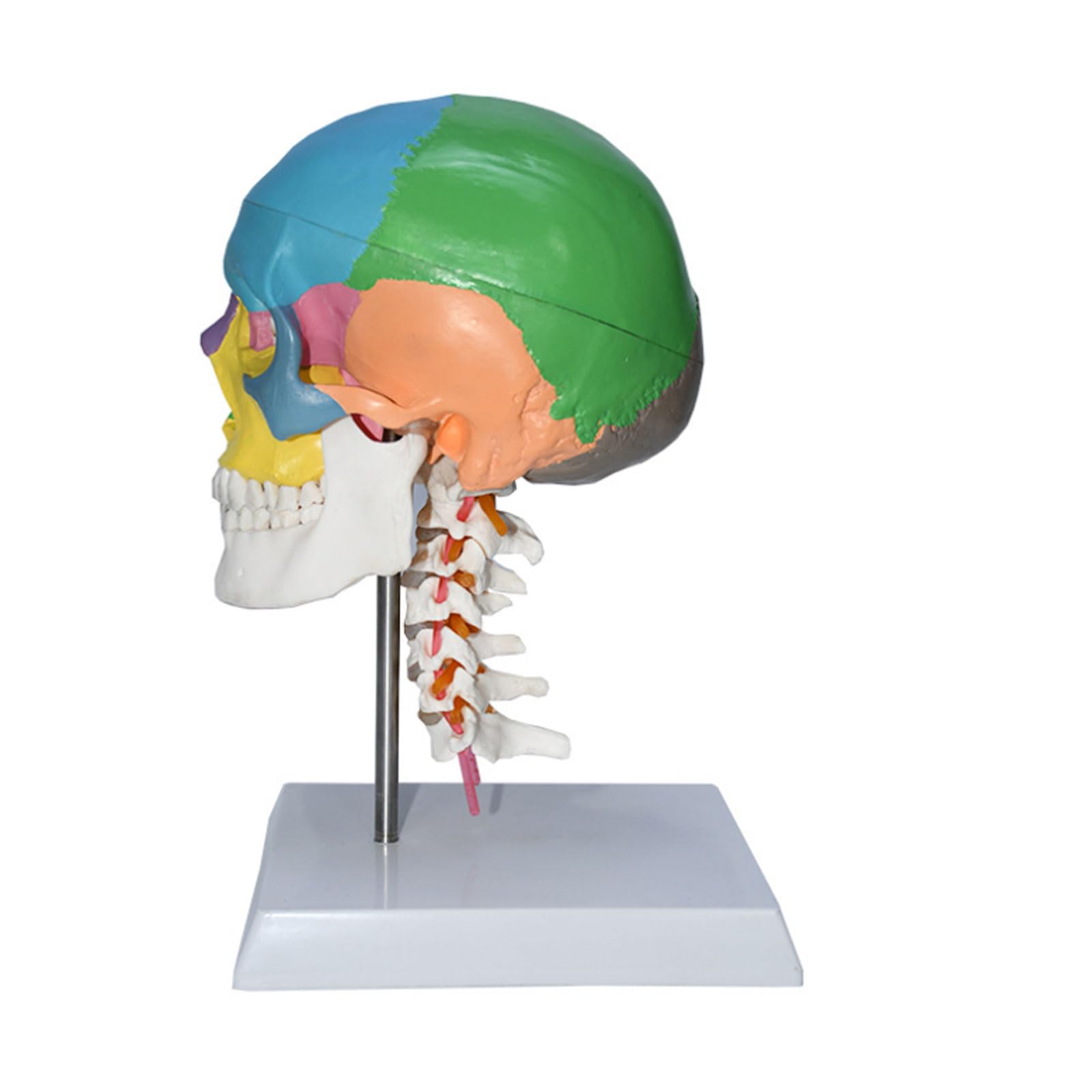 Modelo del Cerebro del Tamaño Natural Modelo Coloreado del Cráneo Vértebra Cervical Esqueleto Humano Modelo Anatómico Regalo Médico Equipo Educativo